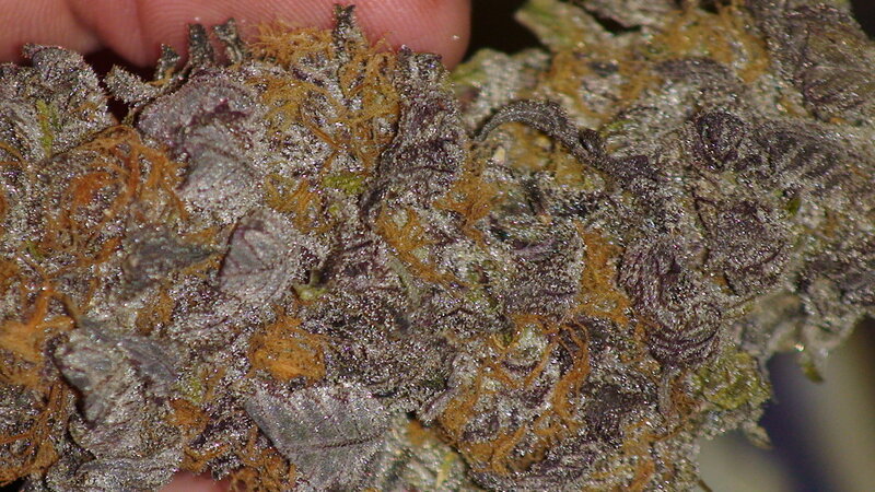 Close-up of Cannabis Bud — Purple