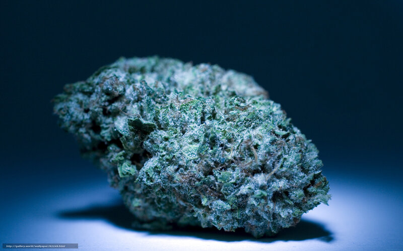 close-up of cannabis bud