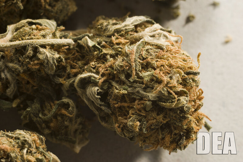 close-up of cannabis buds