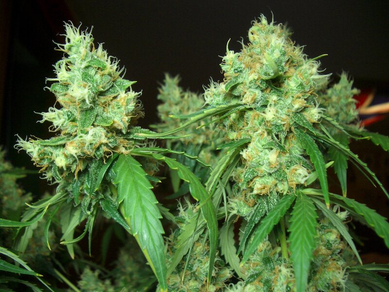 close-up of cannabis buds