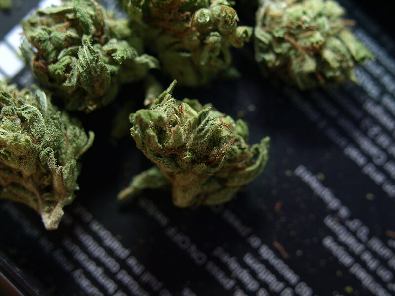 close-up of cannabis buds