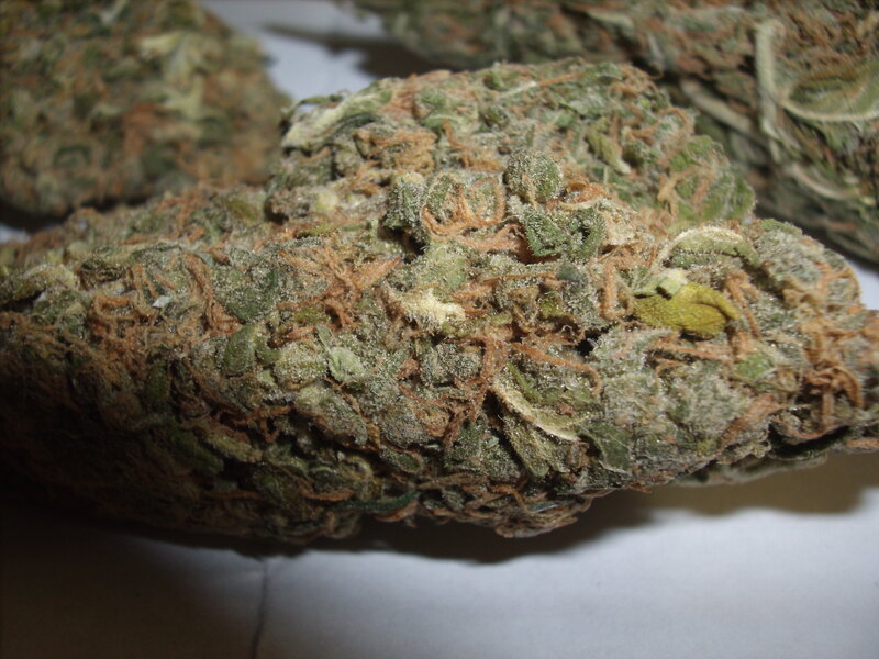 close-up of cannabis buds