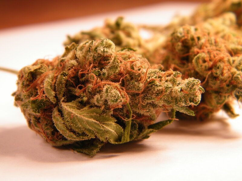 close-up of cannabis buds