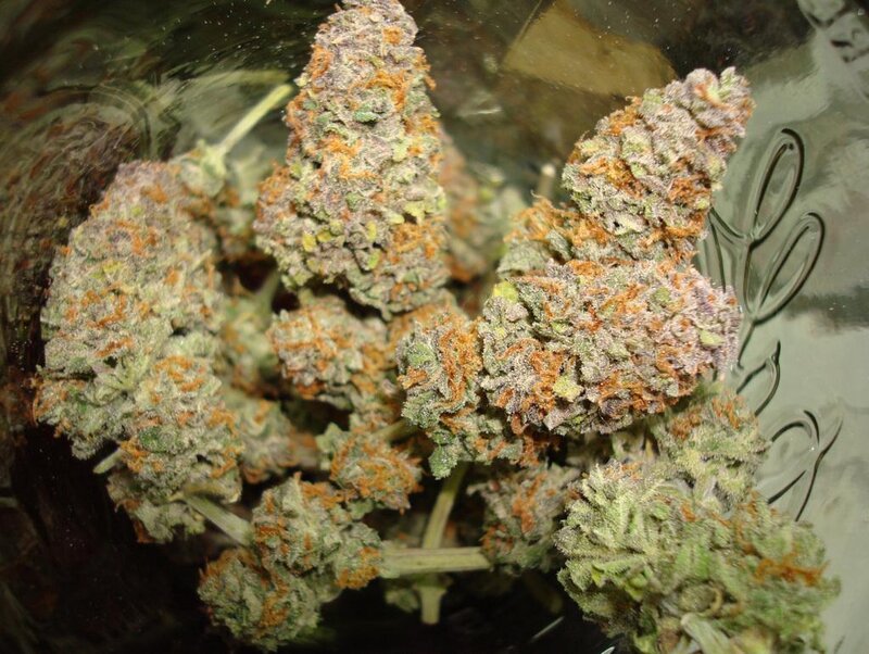 close-up of cannabis buds