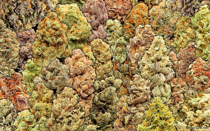 Close-up of cannabis buds