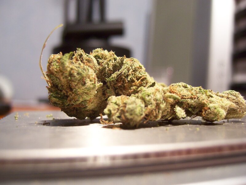 close-up of cannabis buds