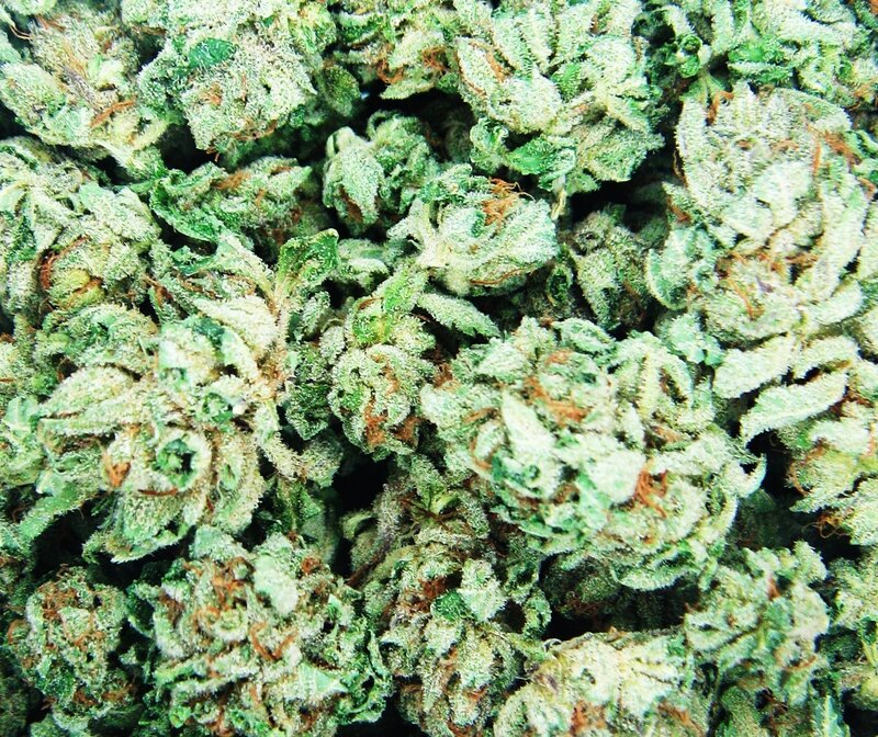 close-up of cannabis buds