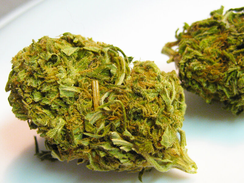 close-up of cannabis buds