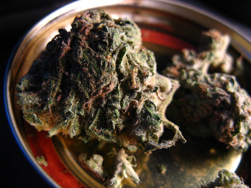 close-up of cannabis buds