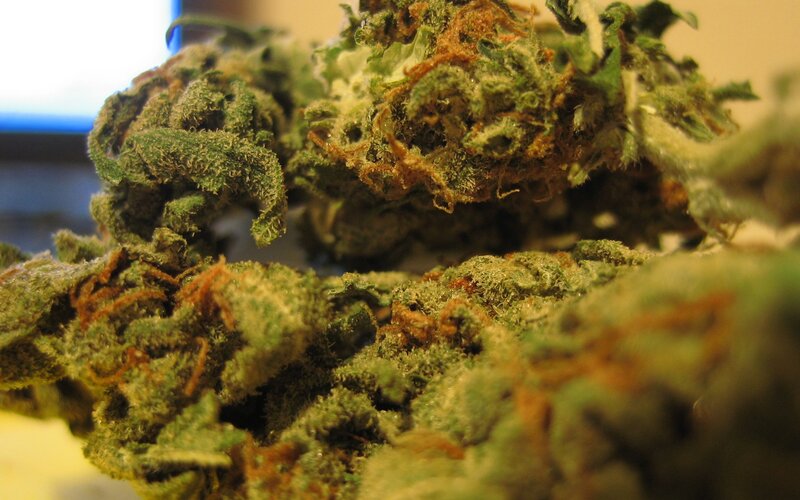 Close-up of Cannabis Buds — Green