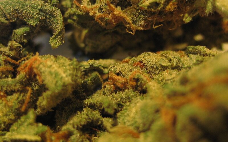 close-up of cannabis buds