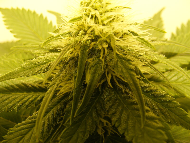 close-up of cannabis flower