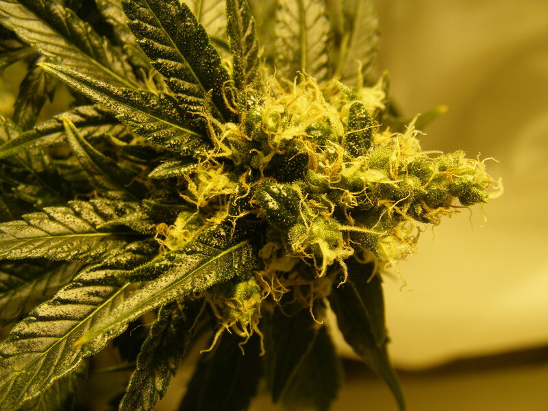 close-up of cannabis flower