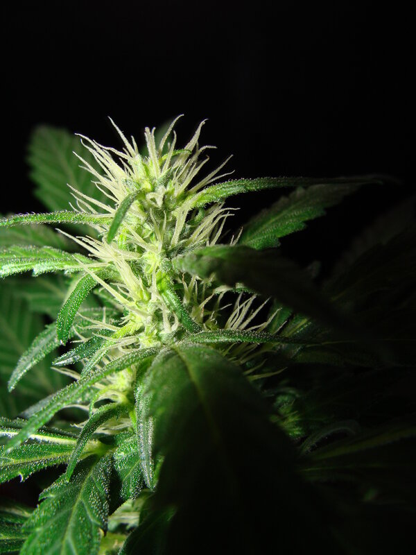close-up of cannabis flower
