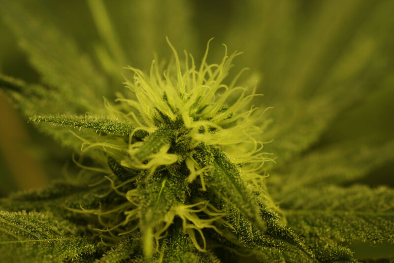 close-up of cannabis flower