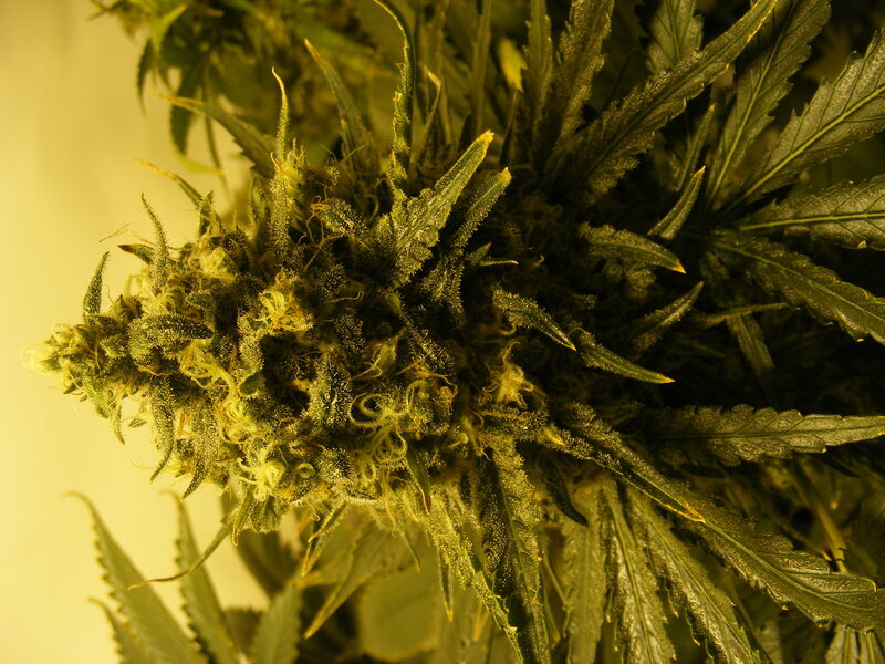 close-up of cannabis flower