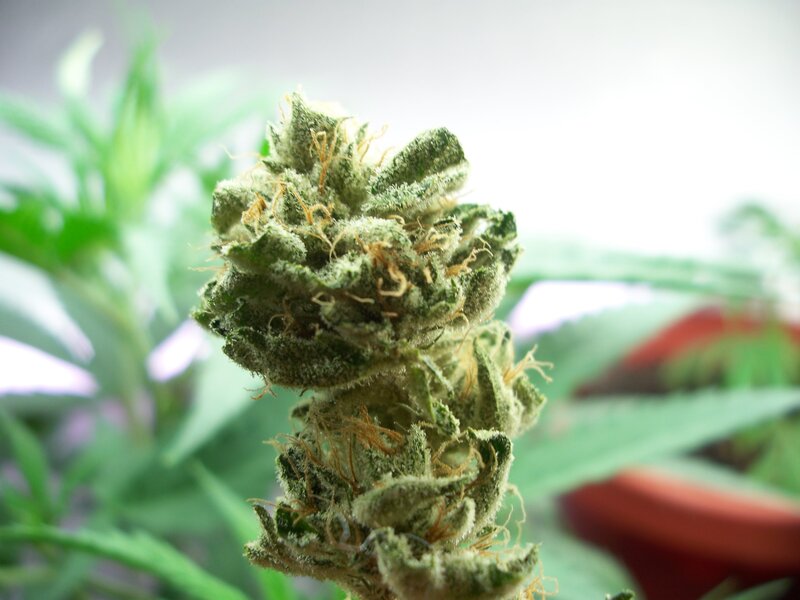 close-up of cannabis flower