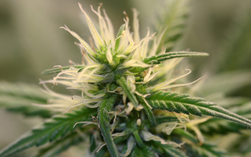 close-up of cannabis flower