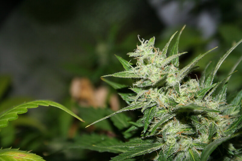 close-up of cannabis flower