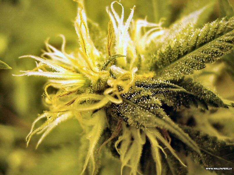 close-up of cannabis flower