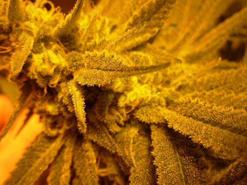 close-up of cannabis flower