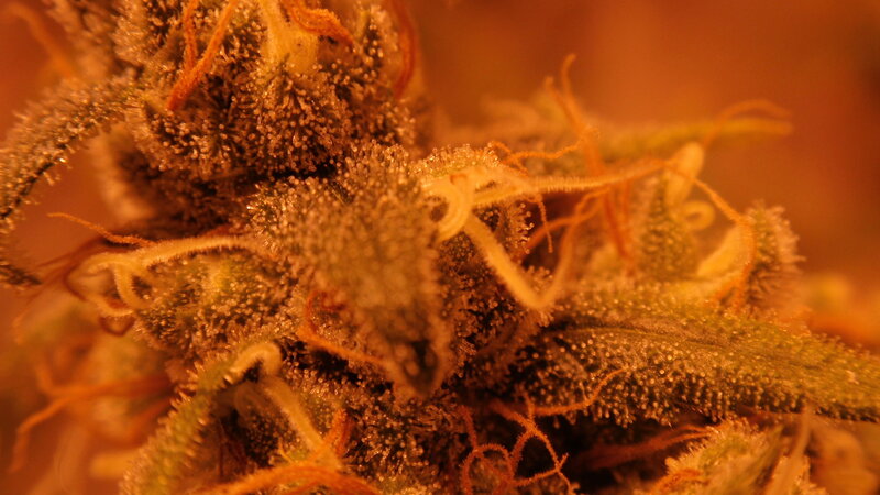 close-up of cannabis flower