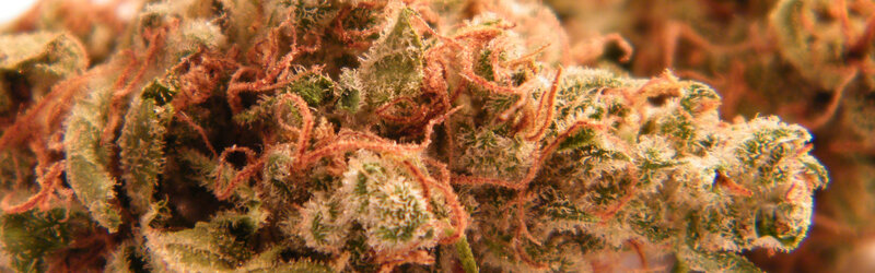 close-up of cannabis flower