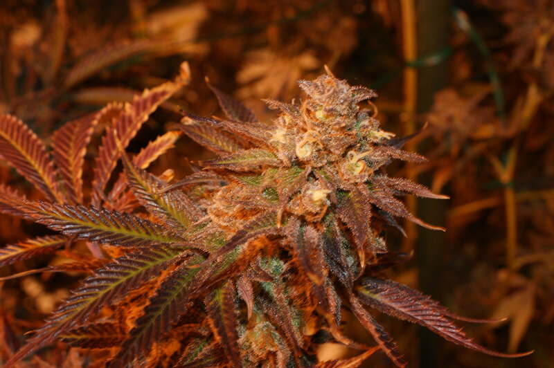 close-up of cannabis flower