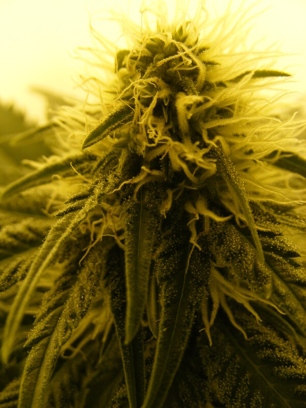 close-up of cannabis flower
