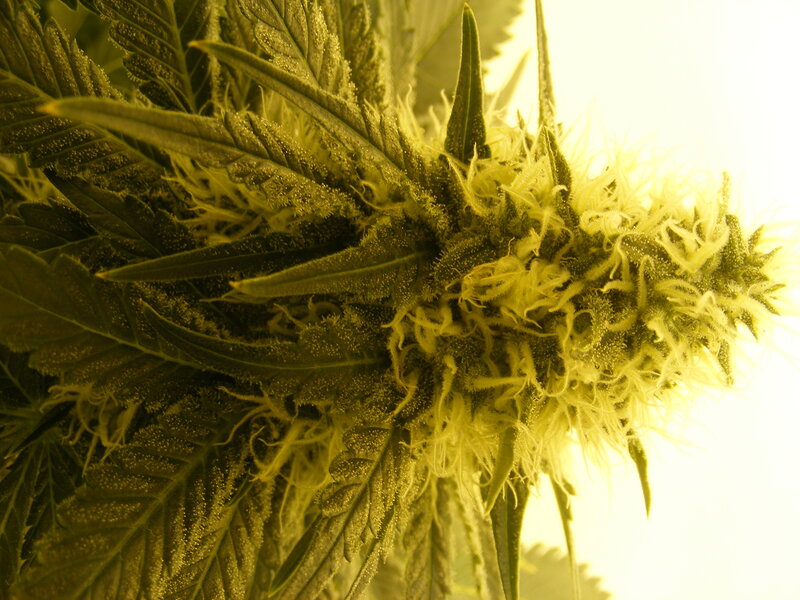 close-up of cannabis flower