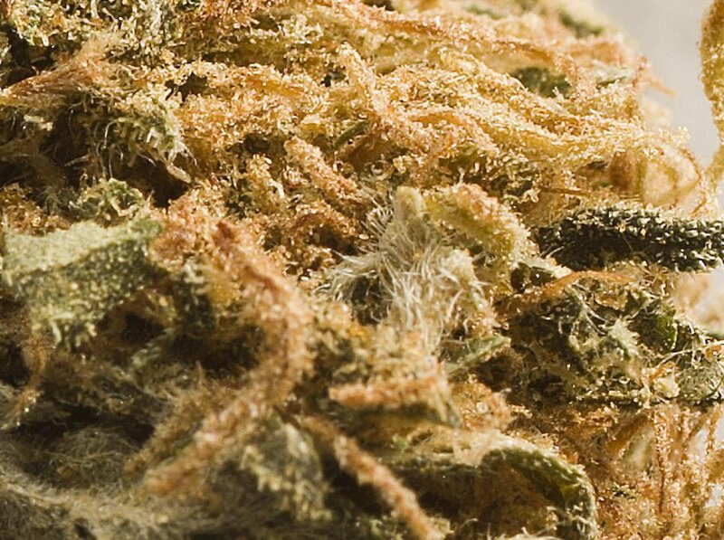 close-up of cannabis flower