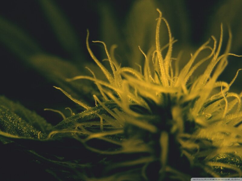 Close-up of Cannabis Flower — Yellow