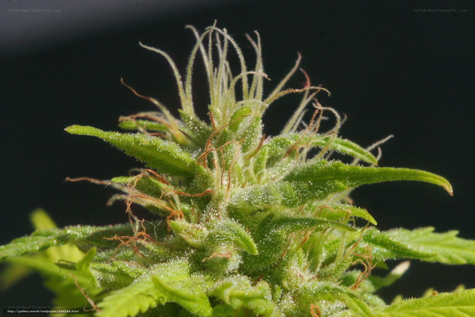 close-up of cannabis flower