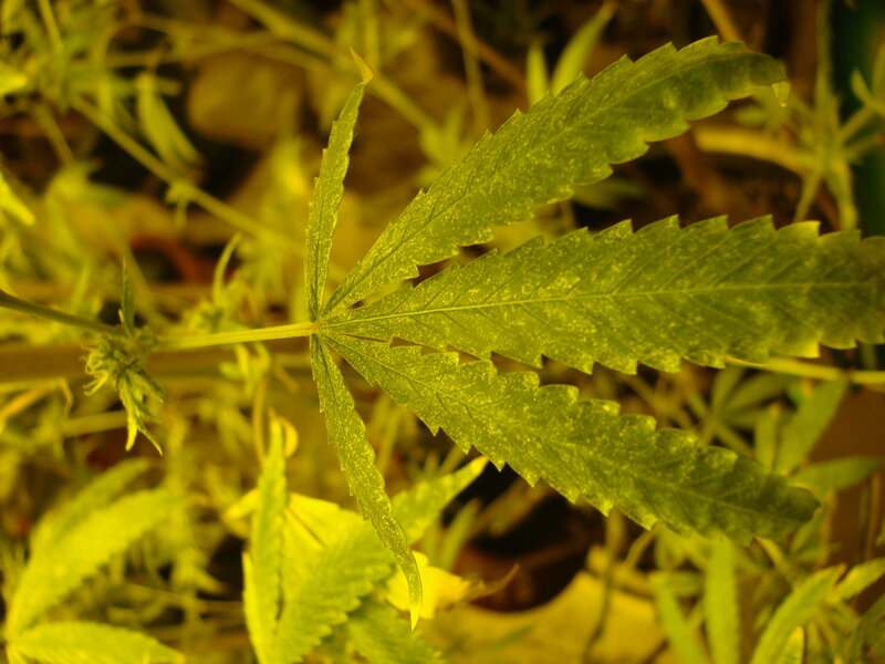 close-up of cannabis leaf