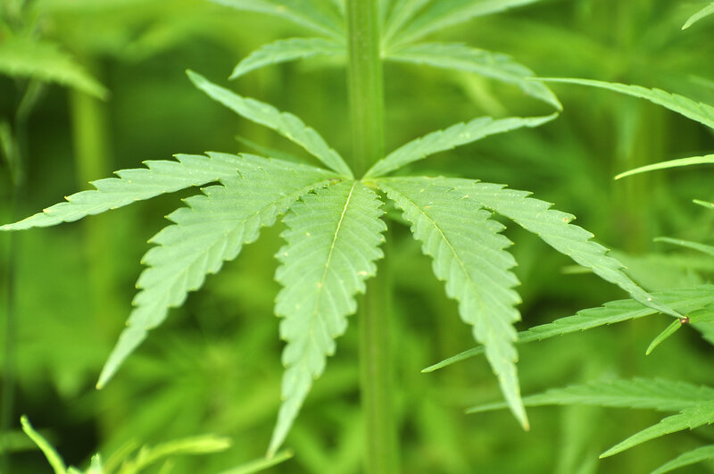 close-up of cannabis leaf