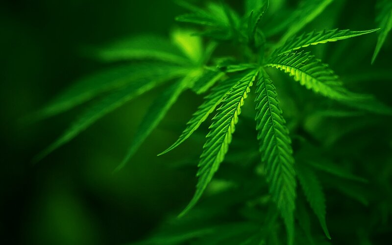 Close-up of cannabis leaves