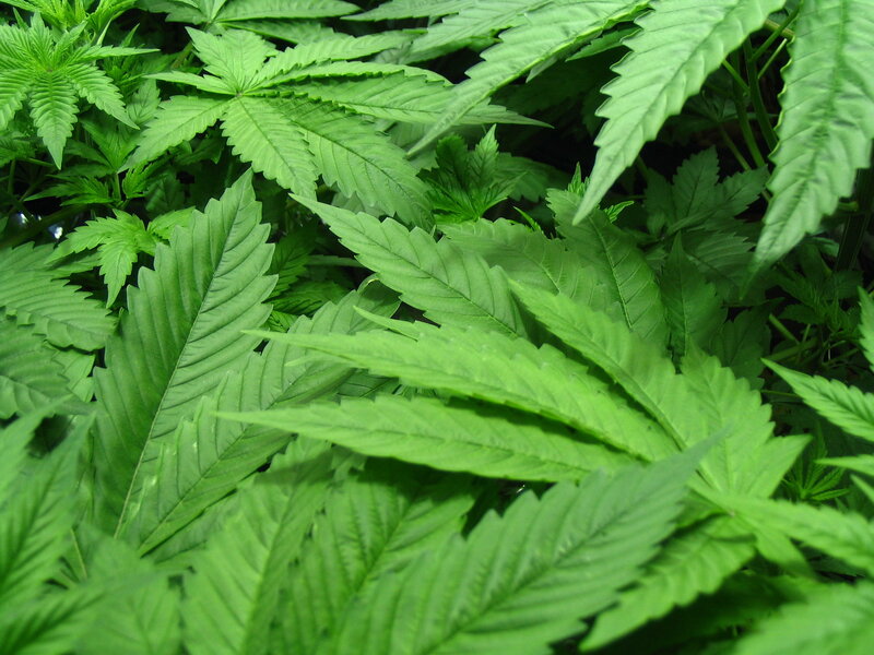 close-up of cannabis leaves