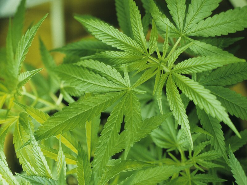 close-up of cannabis leaves