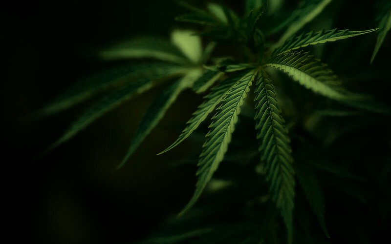 Close-up of cannabis leaves