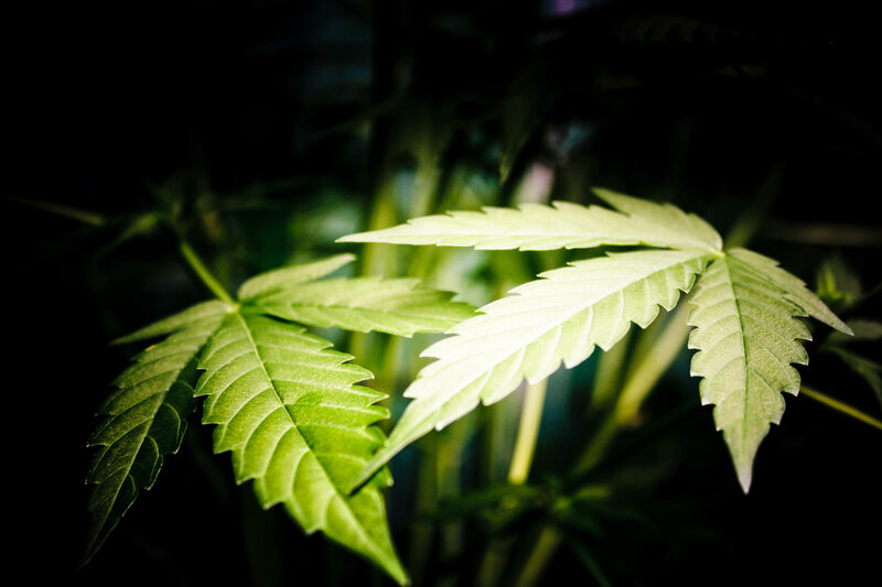 Close-up of cannabis leaves