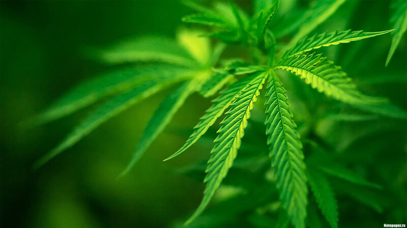 Close-up of cannabis leaves