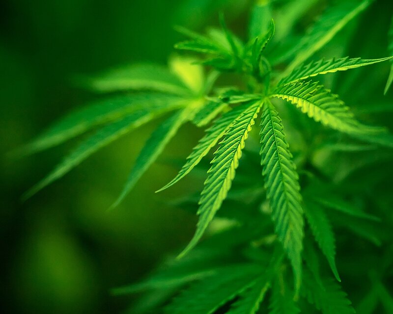 Close-up of cannabis leaves
