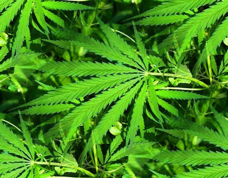 close-up of cannabis leaves