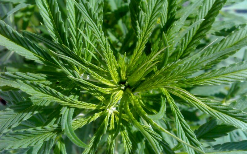 close-up of cannabis leaves