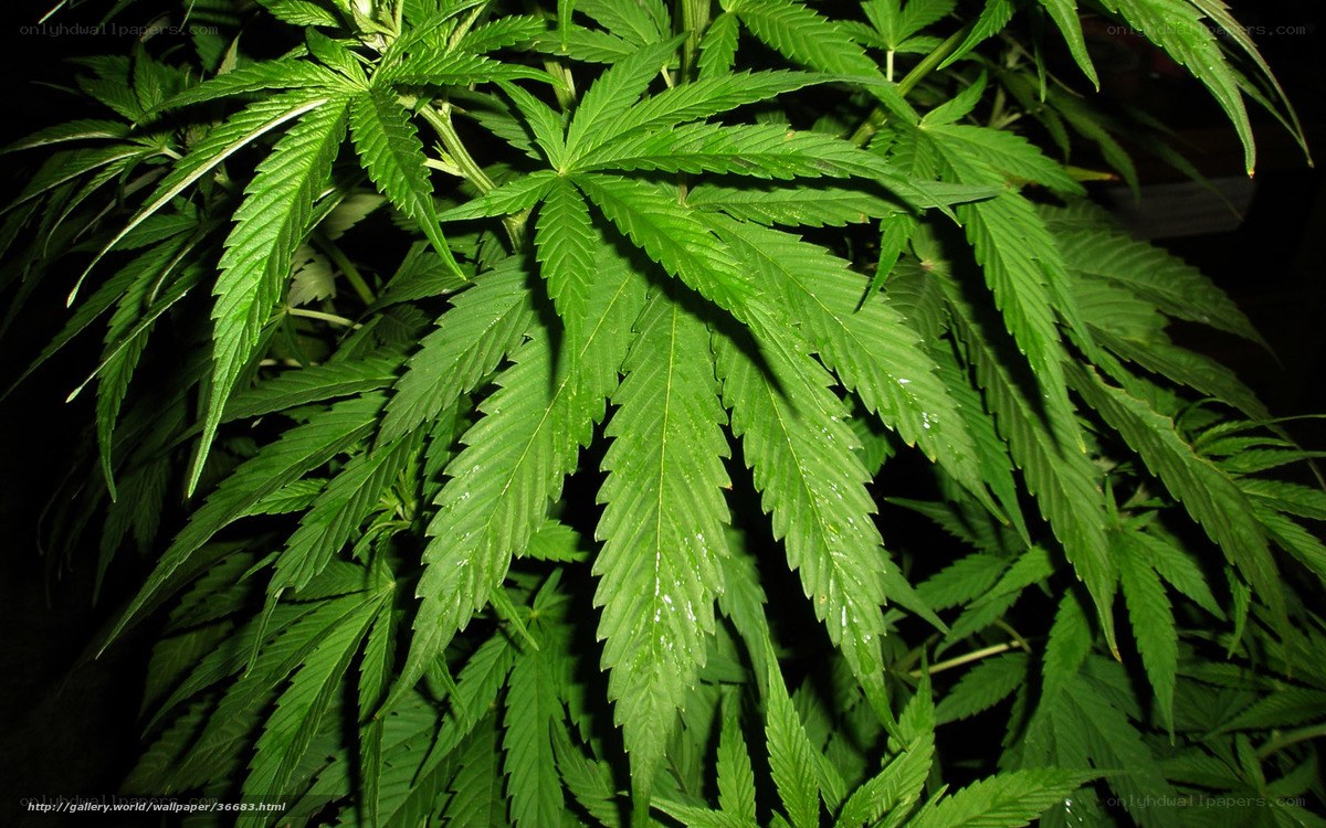 Close-up of cannabis leaves