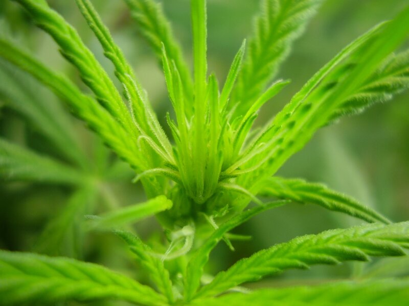 close-up of cannabis plant