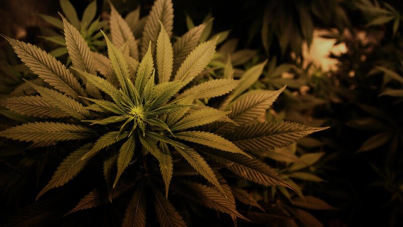Close-up of cannabis plant