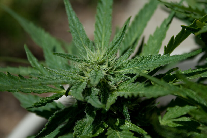close-up of cannabis plant