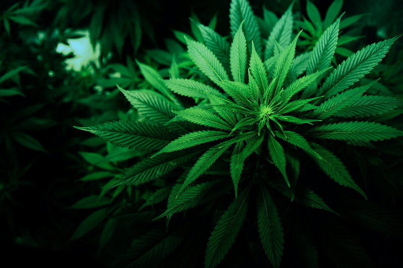 Close-up of cannabis plant
