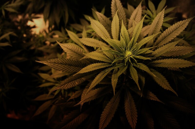 Close-up of cannabis plant